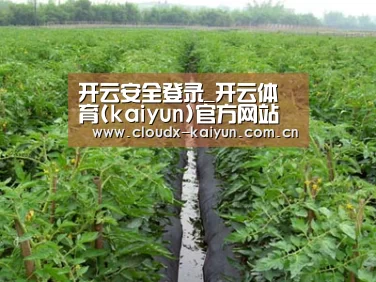 种植基地三